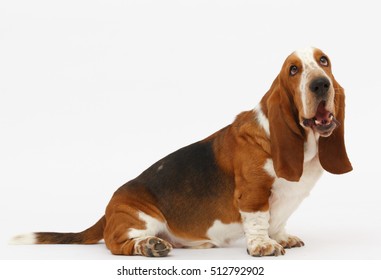 Dog, basset hound sitting on the white background, isolated  