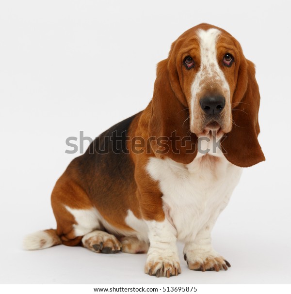 Dog Basset Hound Stand On White Stock Photo (Edit Now) 513695875