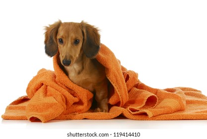 Dog Bath - Long Haired Dachshund Being Dried Off With Orange Towel On White Background