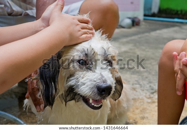 dog bath shower