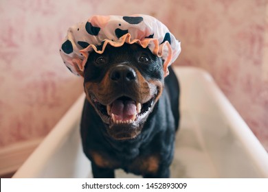 Dog In The Bath Wearing A Shower Cap...