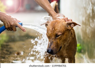 Dog bathing with soap for bathing and cleaning dog with water from the hoses, hot weather in summer.