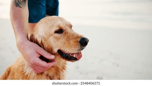 Dog, beach and man hands with pet, exercise and outdoor training with animal by sea. Happy, summer and holiday in Miami with golden retriever, walking and fitness for wellness and health by ocean - Powered by Shutterstock