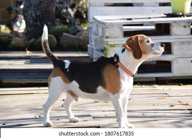 Dog Beagle Barking Wood Autumn