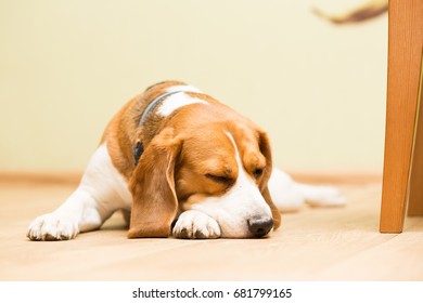 Dog beagle breed at the age of 2 years old, the female sleeps on the floor with her head on her paw - Shutterstock ID 681799165