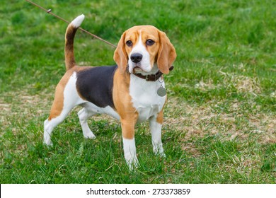 dog Beagle breed standing on green grass 