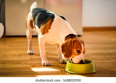 Dog Beagle Eating Canned Food From Bowl In Bright Interior. Dog Food Concept.