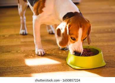 Dog Beagle Eating Canned Food From Bowl In Bright Interior. Dog Food Concept.