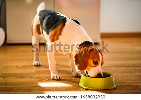Dog beagle eating canned food from bowl in bright interior. Dog food concept.