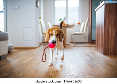 Dog Beagle Featching A Toy Indoors In Bright Interior. Dog In House Concept