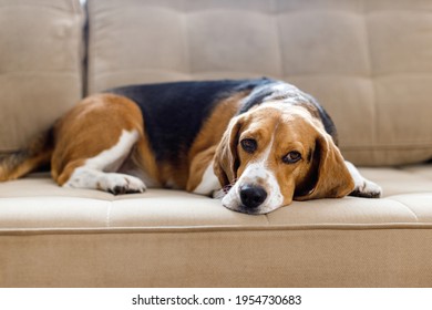 The Dog Beagle Lies On The Couch On A Sunny Day. Dog With A Sad Expression. High Quality 4k Footage