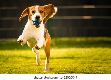 Dog Beagle with long floppy ears on a green meadow during spring, summer runs towards camera with ball. Copy space on right