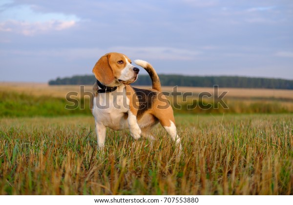 dog\
Beagle on a walk early in the morning at\
sunrise