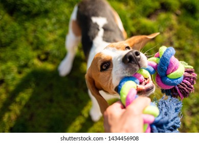 Dog beagle Pulls Toy and Tug-of-War Game. Dog themed background