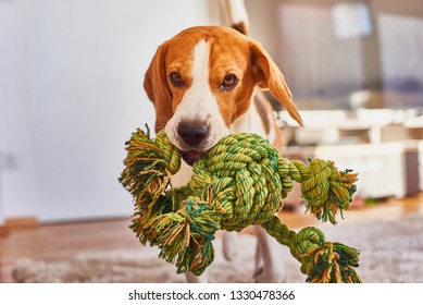 Dog Beagle Purebred Running With A Green Rope In House In Living Room. Fetching A Toy Indoors