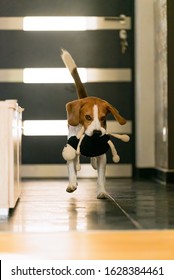 Dog Beagle Purebred Running With A Sheep Toy In House. Fetching A Toy Indoors