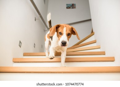 Dog Beagle Running Down The Stairs