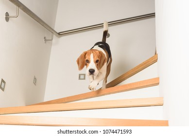 Dog Beagle Running Down The Stairs