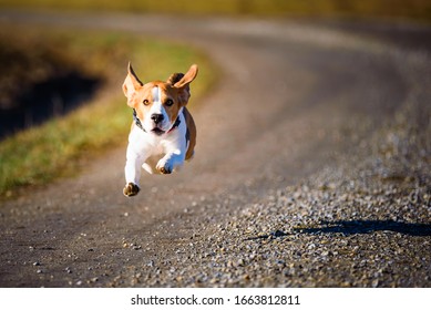 how fast do beagles run