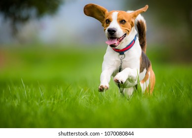 Dog Beagle running and jumping with tongue out through green grass field in a spring - Shutterstock ID 1070080844