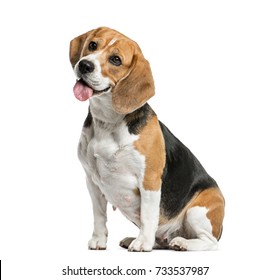 Dog, Beagle sitting and panting, isolated on white - Shutterstock ID 733537987