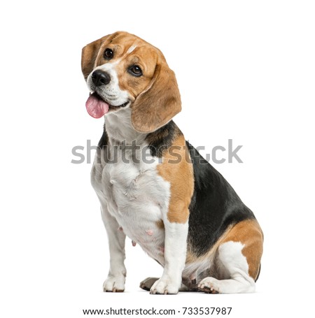 Dog, Beagle sitting and panting, isolated on white