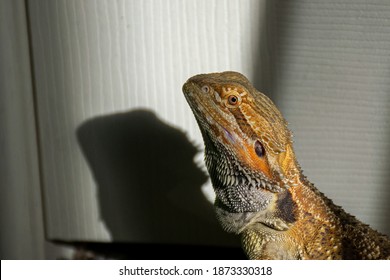 Dog The Bearded Dragon In Morning Sun