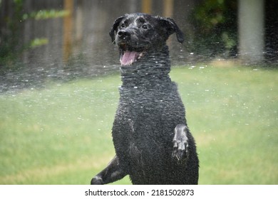 A Dog Beating The Summer Heat In The Sprinkler