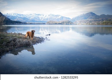 262,498 Dog in landscape Images, Stock Photos & Vectors | Shutterstock