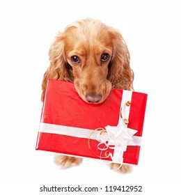 The Dog With The Beautiful Red Present