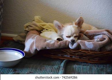 Dog in Bed