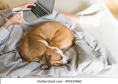 Dog in bed with human, top view. Female person checking e-mail and drinking morning tea or coffee, dog sleeping next to her.