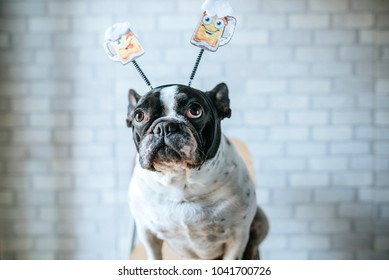 Dog With Beer Diadem