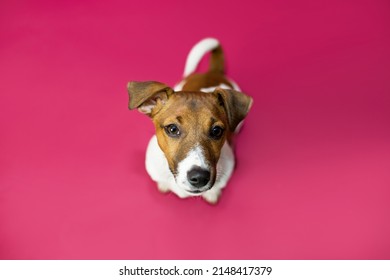  Dog begging for food or treat standing on hind legs against solid color backdrop, A cheerful dog makes funny faces, asks and poses for photos, Jack Rassel Terrier, 