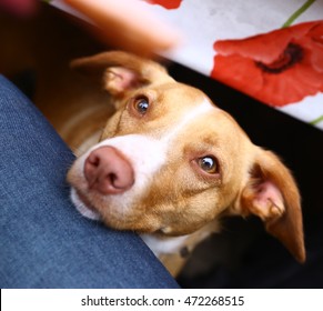 Dog Begging For Sausage Close Up Portrait From Under The Table