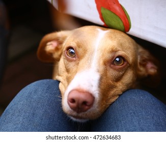 Dog Begging For Sausage Close Up Portrait From Under The Table