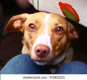 Dog Begging For Sausage Close Up Portrait From Under The Table