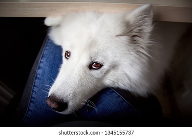 Dog Begging For A Treat Close Up Portrait From Under The Table 