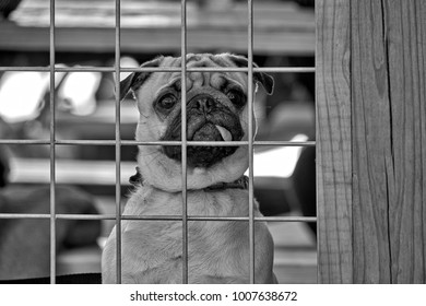 Dog behind bars