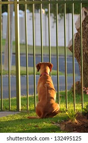 Dog Behind Bars