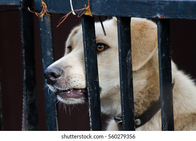 3,986 Dog behind bars Images, Stock Photos & Vectors | Shutterstock