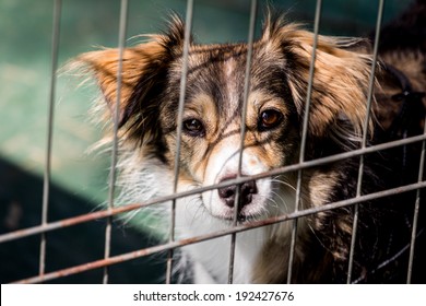 Dog behind bars - abandoned waiting for a home
