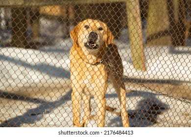 why does my dog run up and down the fence