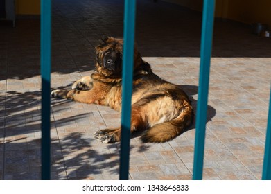 Dog Behind Blue Bars , In The Backyard. Barking Dog. Large Dog Protecting House. Large Dog Sleeping. Large Pet . 