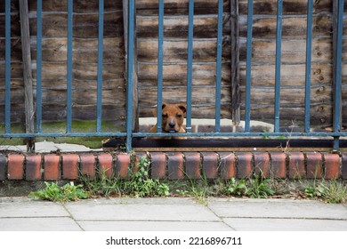 Dog Behind A Blue Metal Fence Looking Sad