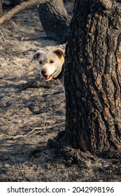 A dog behind a burnt pine tree, in a forest that underwent a wildfire, in the Judea mountains near Jerusalem, Israel.