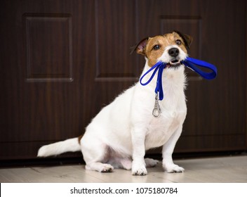 Dog Behind Door Waiting And Welcoming Home Its Owner With Leash In Mouth