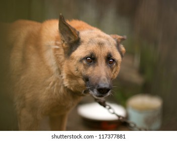 A Dog Behind The Fence