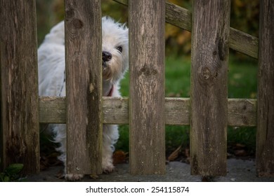 Dog Behind A Fence