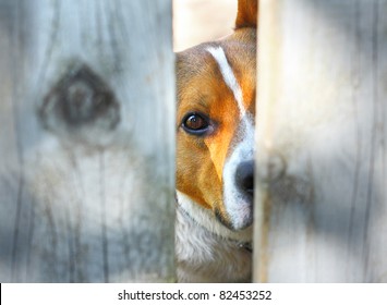 Dog Behind A Fence